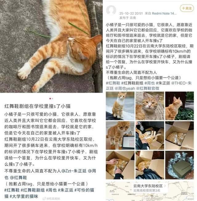 红舞鞋剧组删除致歉声明 校园猫事故引争议