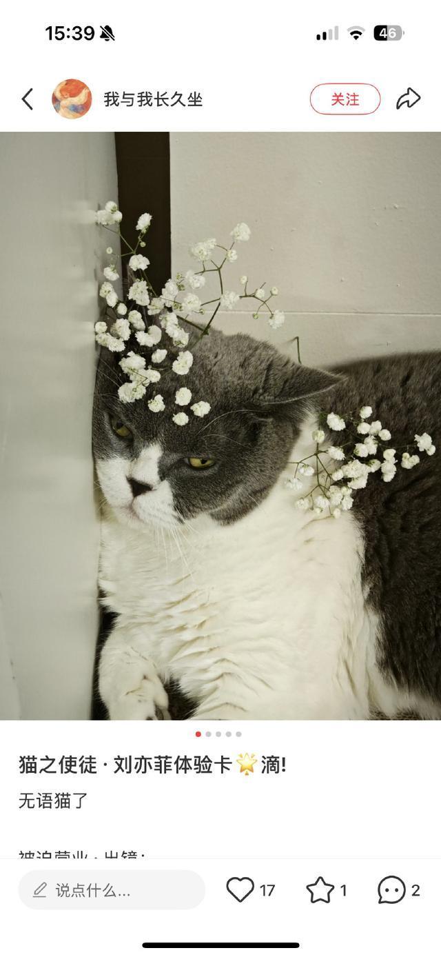 刘亦菲带火满天星 非遗好意思学惊艳全场