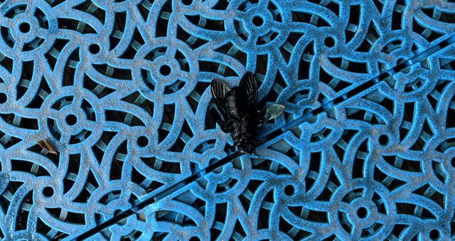 婆孙泳池边被毒虫咬伤索赔酒店遭拒 酒店态度强硬拒绝赔偿