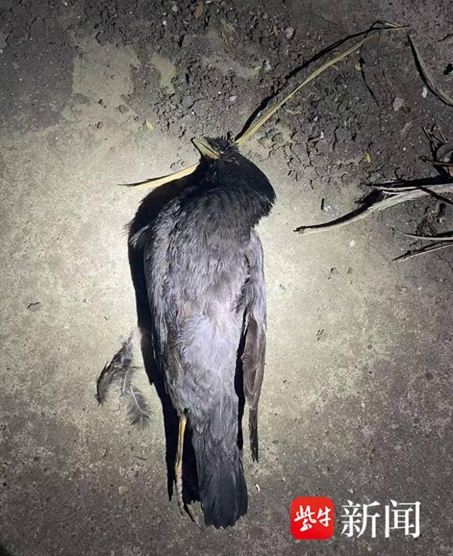 男子每天下班弹弓打鸟 涉刑事犯罪 45只“三有”鸟类殒命