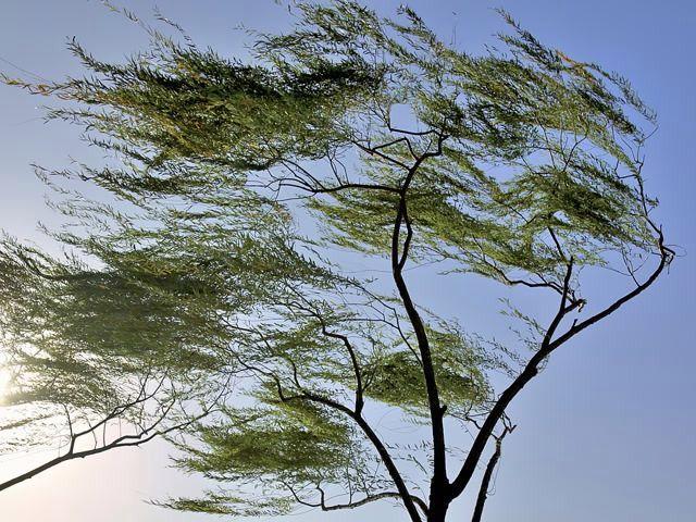 北京日报社区小板报 预计本周还有两次冷空气过程 北风明显气温波动