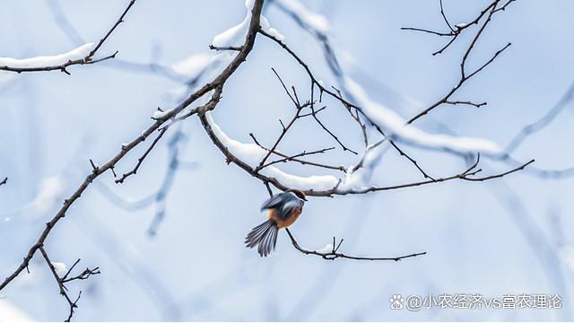 今日小雪，今年冬天是冷冬还是暖冬？ 观察气候预测冷暖