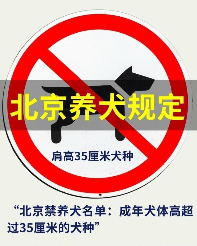 2026年遛狗不拴繩最高拘10天 新規(guī)引發(fā)熱議