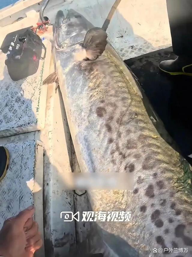 珠海男子釣出“魚王” 刷新十年捕獲紀錄