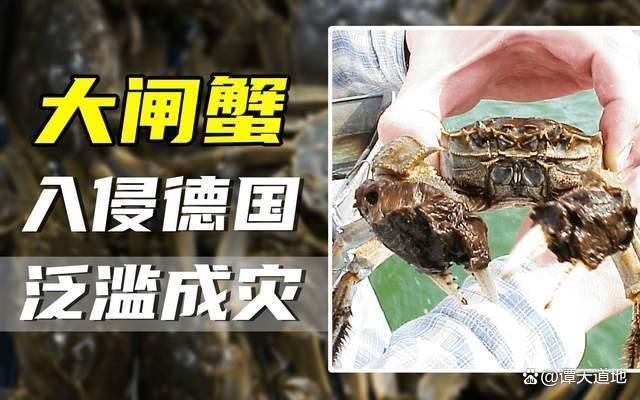 大閘蟹為啥會(huì)在歐美泛濫成災(zāi) 生態(tài)警報(bào)觸發(fā)