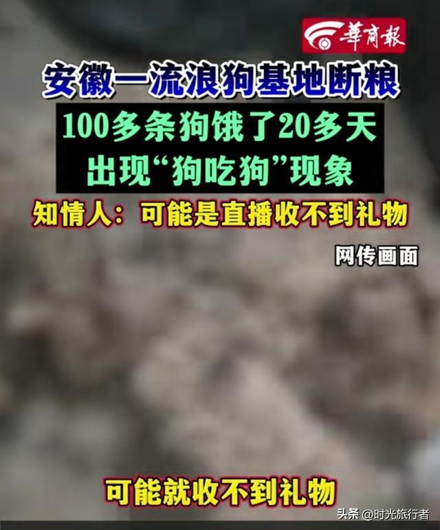 一流浪狗基地現(xiàn)狗吃狗現(xiàn)象 斷糧20多天引發(fā)悲劇