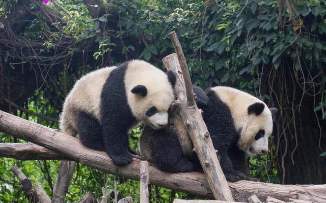 大熊猫珍珍一家的“熊斗”日常 萌态背后的生存智慧