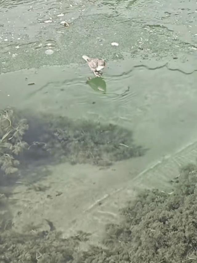 起猛了看见一只鸟在潜水捕鱼 河乌成网红捕手