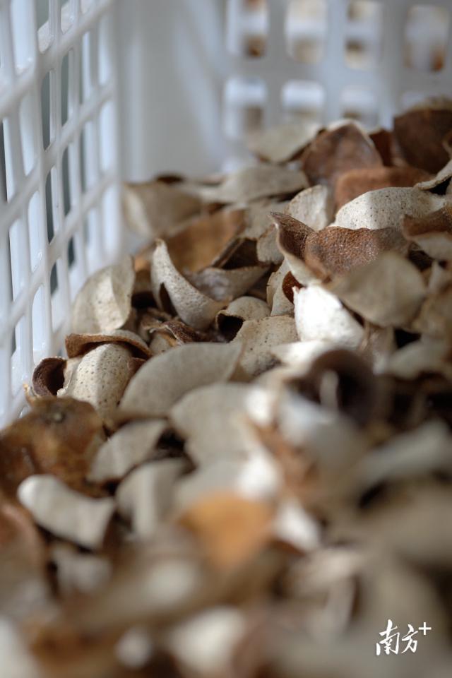 乱象曝光后如何理性认识新会陈皮 辨别真伪与合理选购