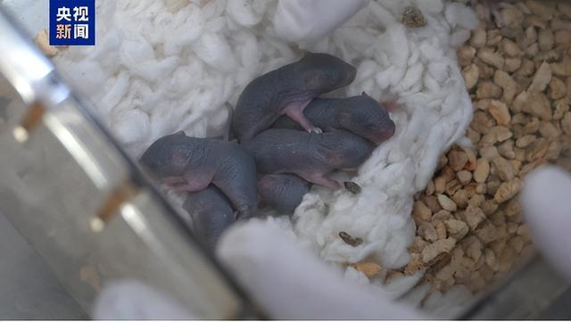 “太空小鼠”出差归来，成功产下幼仔 科研新突破