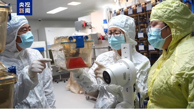 “太空小鼠”出差归来，成功产下幼仔 科研新突破