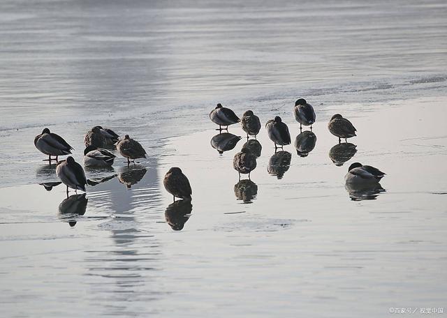 公三九，冰三尺；母三九，穿单衣：今年温暖迎冬