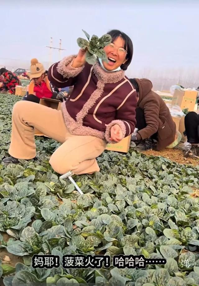 爆火的趴地菠菜你吃过吗 甜过初恋的“豫味鲜蔬”