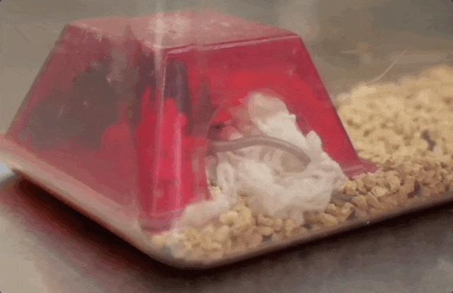 “航天小鼠”产下第三窝鼠宝宝 太空经历增强生育能力