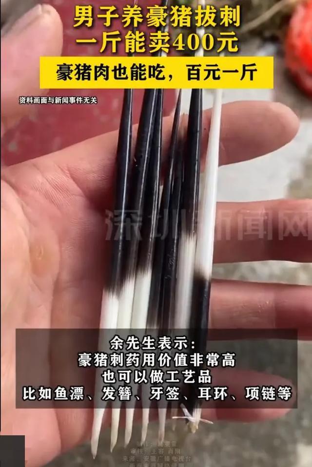 男子养豪猪拔刺一斤能卖400元 药用工艺品价值高