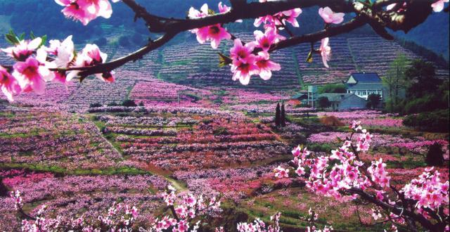 春日花海超治愈 花瓣如雨落肩头