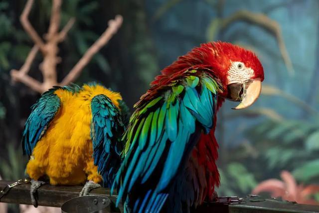 女孩们捧红“鸟鸟教” 催熟百亿市场 她经济引领变革