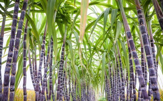中国科学家攻克甘蔗基因研究难题 打破西方石油霸权