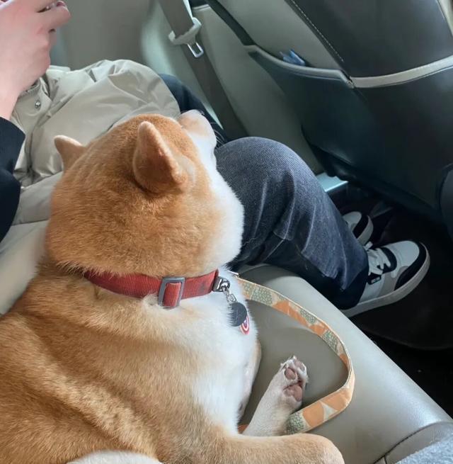 飞机上到处求摸摸的社交悍匪小狗 拼车变按摩之旅