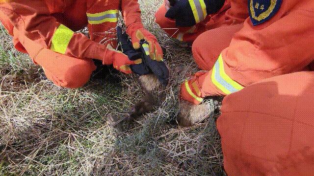 消防员从发动机舱中抓出保护动物竹鼠 斗智斗勇二十分钟