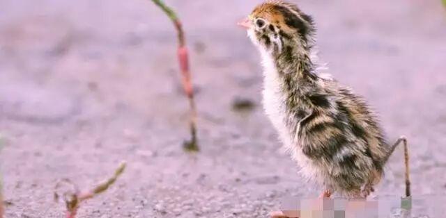 以为是普通野鸟 一查竟是“国宝” 意外捡蛋成保护模范