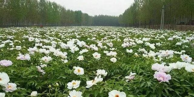 全球都在抢油 为什么只有中国能稳住 政策与科技双重护航