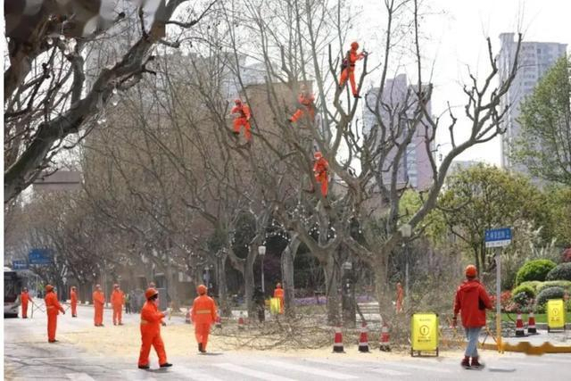 别人的春和景明 我的氯雷他定：过敏季来袭