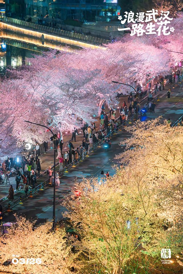春日顶流！武汉樱花雨浪漫出圈