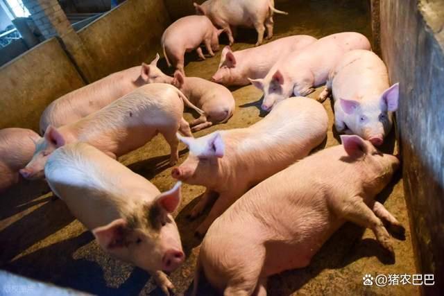 猪价“猛烈下跌” 再次跌破新低 养猪户难眠