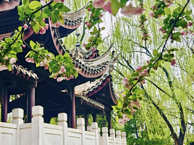 檐角凝珠落，海棠带湿痕，雨后赏花别有一番景致 清润诗意入骨
