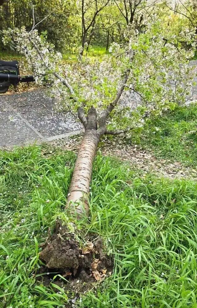 女子为拍照压垮樱花树 园方回应 当事人已认错并愿赔偿