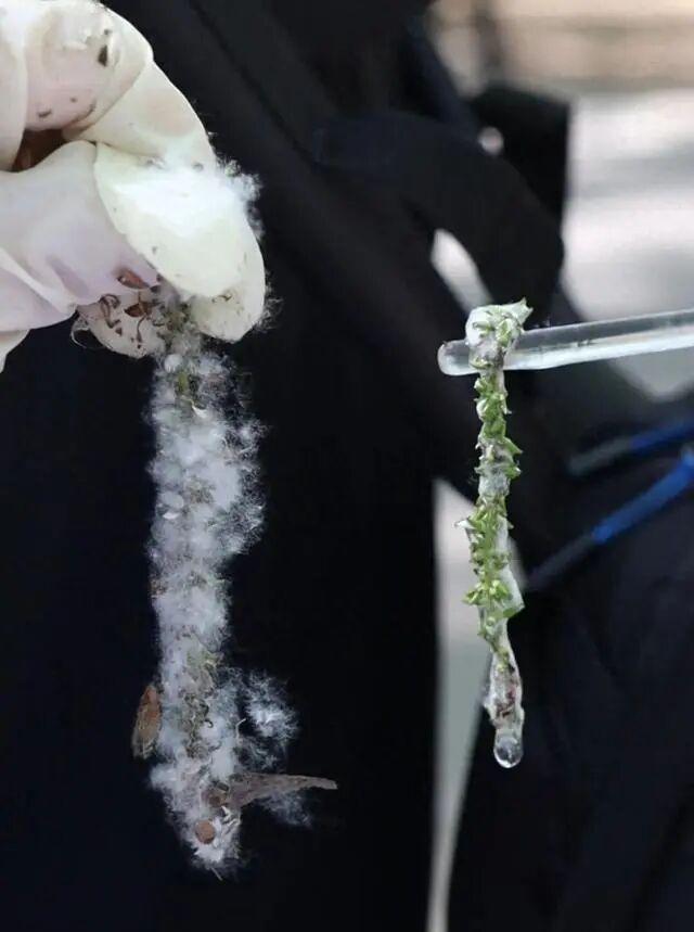 为什么不能把杨柳树都砍了？官方回应 生态价值需保护