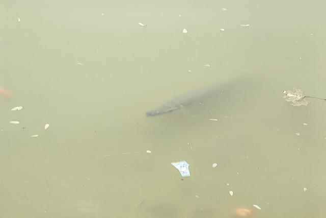 淄博小区水池“怪鱼”被捕获