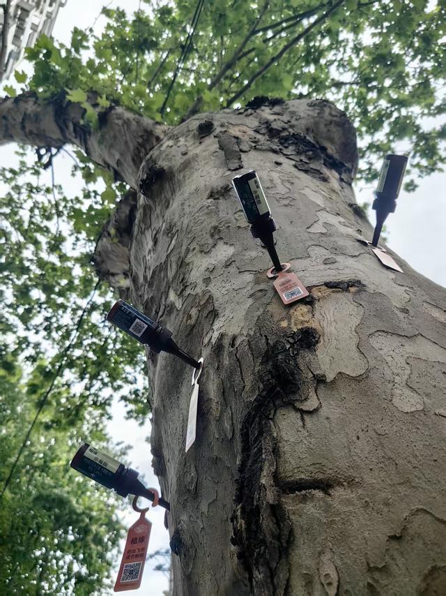 武汉一地给法桐“打针”抑制飞絮 新尝试获居民点赞
