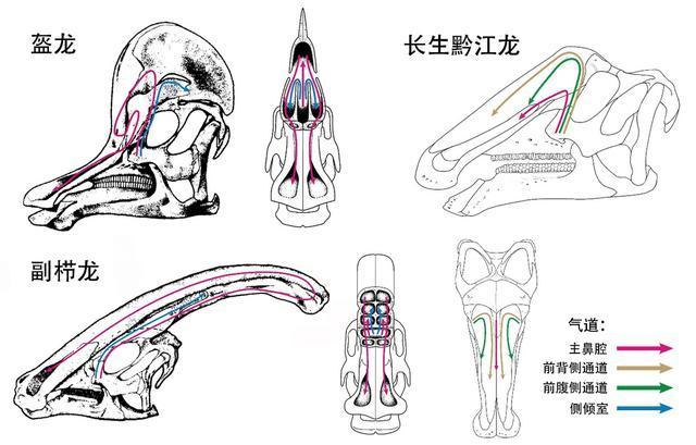 重庆发现全新恐龙 中空头冠打破认知