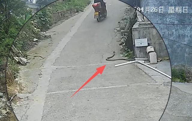 眼镜王蛇爬向民房两幼童浑然不觉 惊险一幕村民紧急撤离