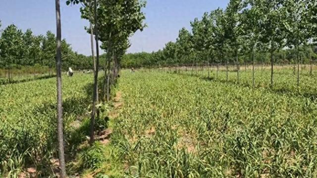 免费抽蒜薹持续近一个月