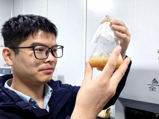 武汉首次发现金耳野生种群 珍稀菌类现身