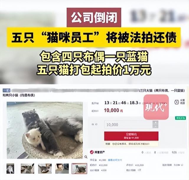 公司欠债倒闭 5只猫咪员工被法拍 公司福利变拍卖品