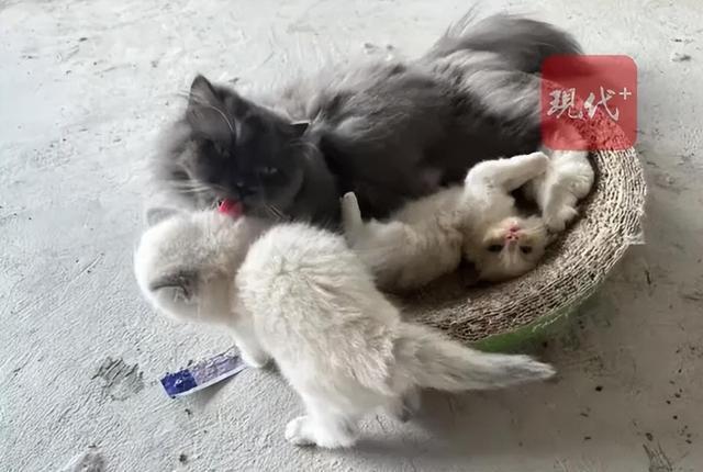 公司倒闭5只“猫咪员工”将被法拍 公司资产面临拍卖