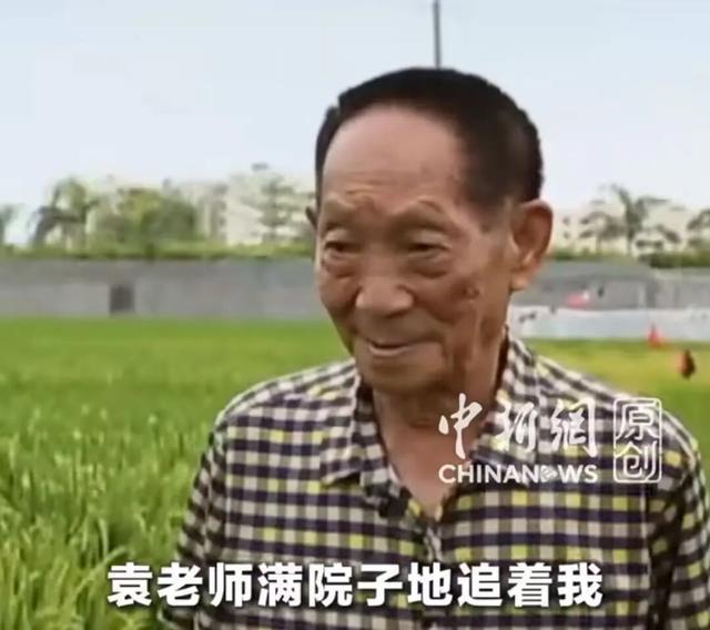 小黑麦在沙漠中已一人多高 袁隆平团队实现“禾下乘凉梦”