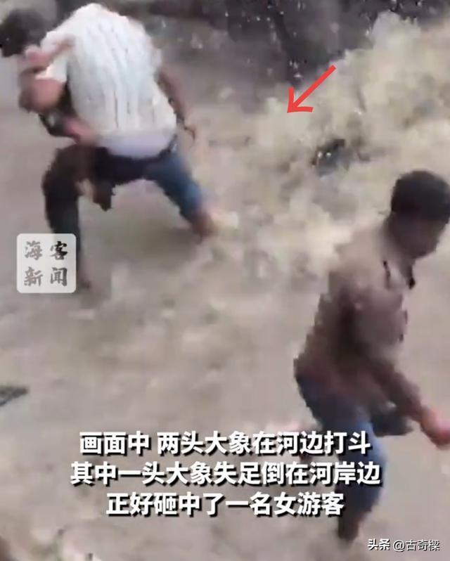 印度大象打架女游客被砸身亡 悲剧引发安全警示