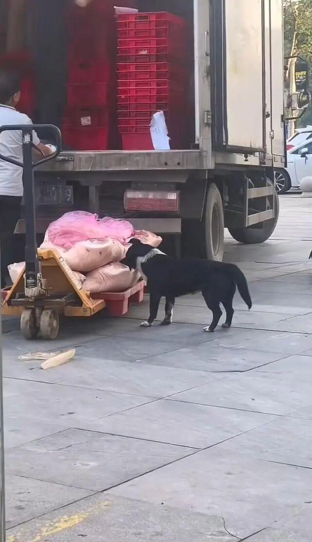 超市卸货期间猪肉被狗舔咬 市场监管部门迅速介入处理