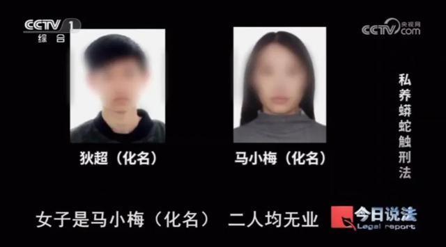 男子在小区里养300多条蟒蛇 非法饲养引发关注