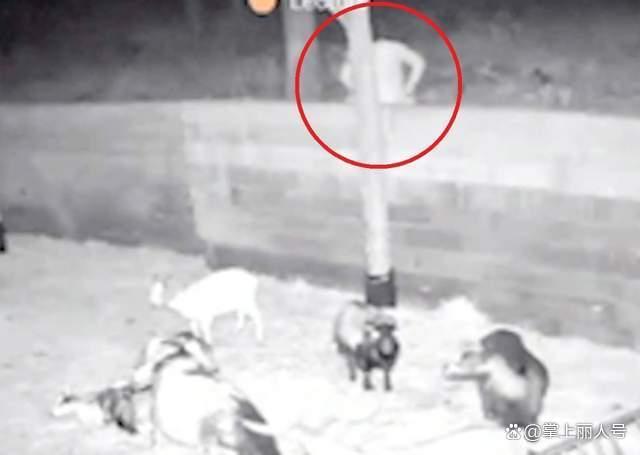 男子在法国性侵山羊被驱逐出境 难民施暴引发争议