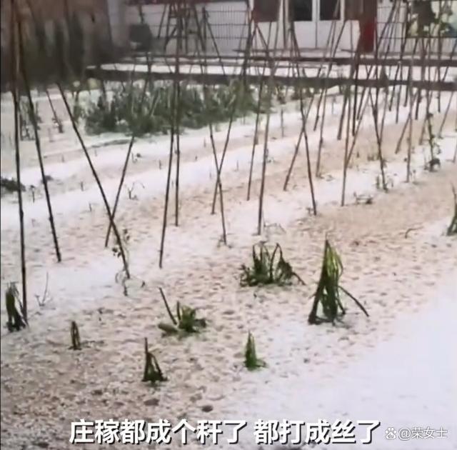 山西山阴遭冰雹袭击 地上如白雪覆盖 农田受损严重