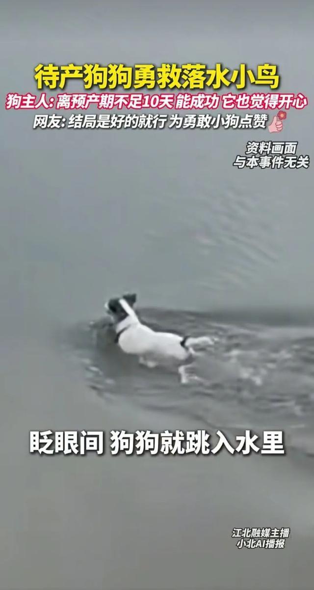 待产狗狗勇救落水小鸟