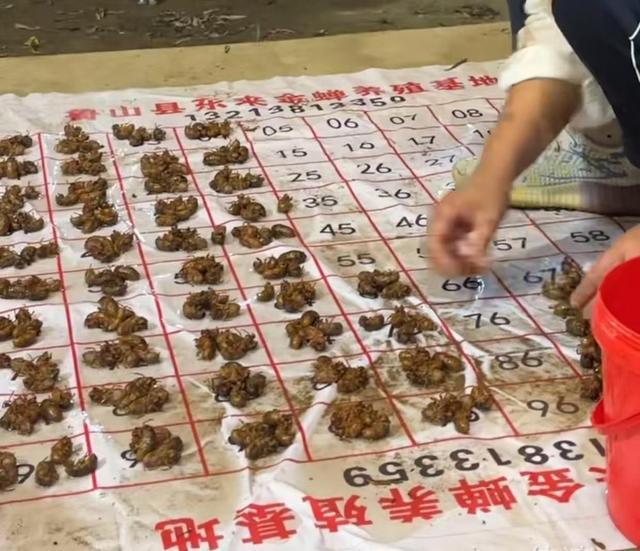 男子养蝉一晚抓上万只：1元1个不愁卖 夏日里的金蝉商机