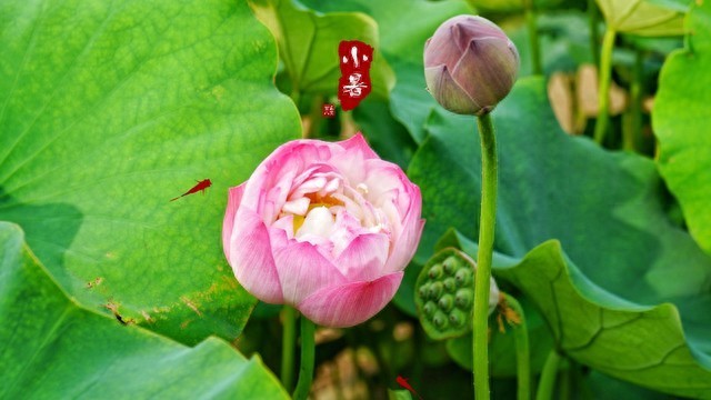 小暑为何是“南涝北旱”的转折点？2026年夏季雨水很多吗？