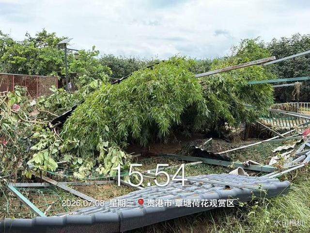 贵港动物园狮子被洪水吓呆 园区损失惨重